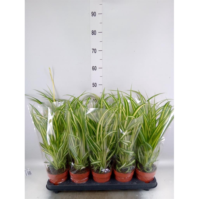 <h4>Chlorophytum com. 'Vittatum'</h4>
