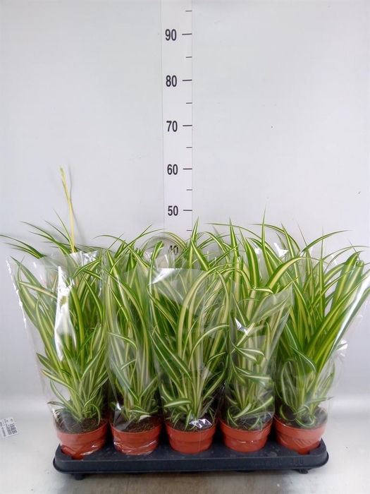 Chlorophytum com. 'Vittatum'