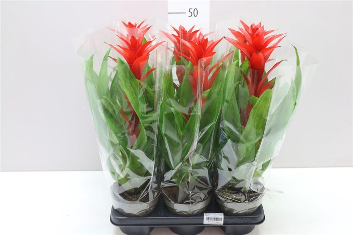<h4>Guzmania Brimstone A2</h4>