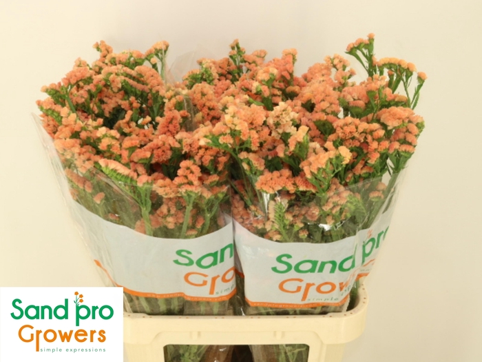 <h4>LIM S ROYAL ORANGE</h4>