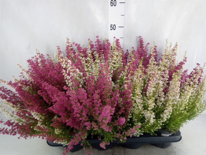 Erica gracilis   ...red