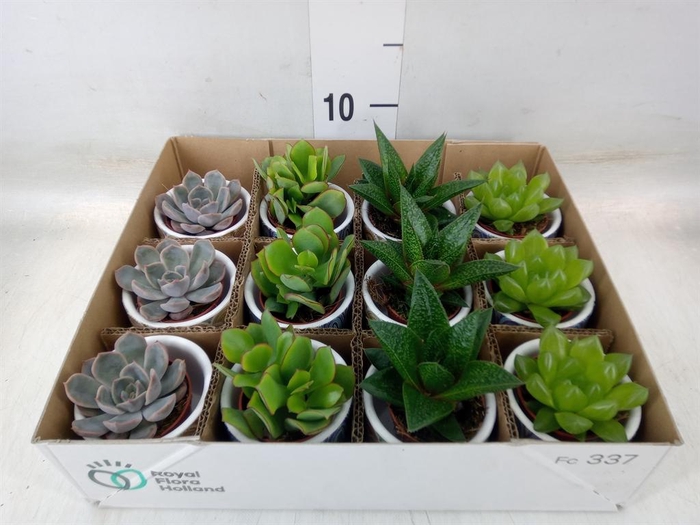 <h4>Succulents   ...</h4>