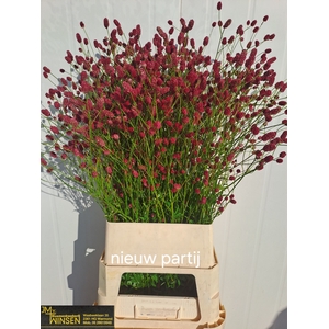 Sanguisorba Arnhem Winsen