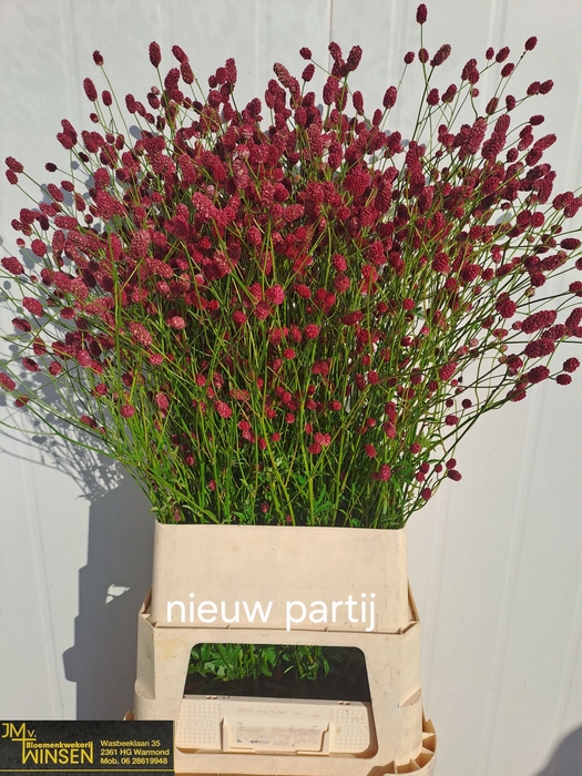 <h4>Sanguisorba Arnhem Winsen</h4>