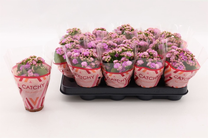 <h4>Kalanchoe blos. 'Calandiva Zeta'</h4>