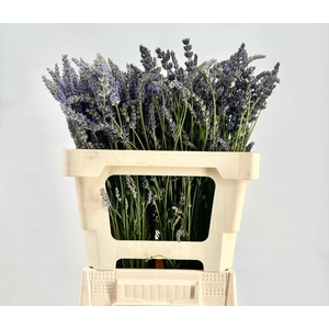 Lavandula Angustifolia per bos