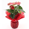 Anthurium Esudo in Rondello Red