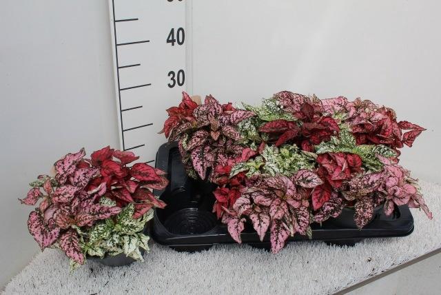 <h4>HYPOEST GEM</h4>