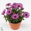 OSTEO FP LAVENDER P
