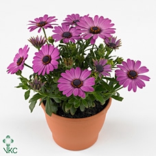 OSTEO FP LAVENDER P