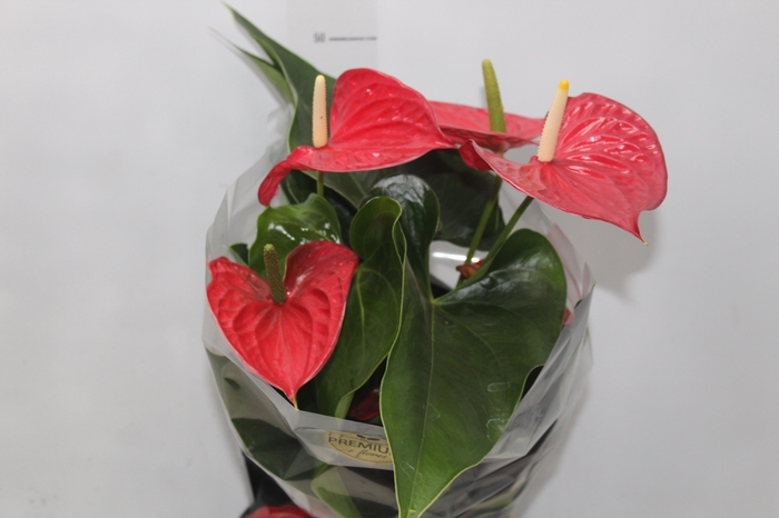 <h4>ANTHURIUM MICHIGAN P17 PREMIUM</h4>