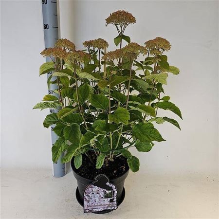 Hydr Arborescens