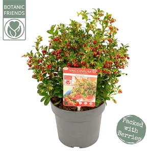 Vaccinium vitis-idaea 'Red Candy' ®