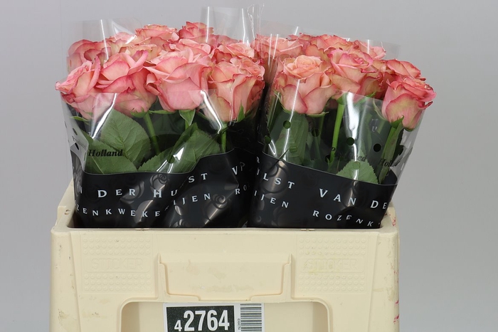 <h4>Rosa Gr Aprikola</h4>