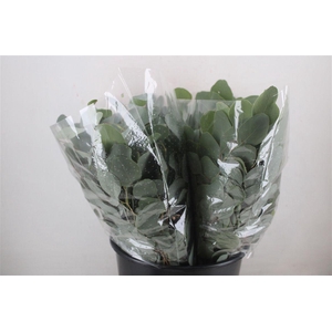 Euca Populus Short 150gr P Bunch