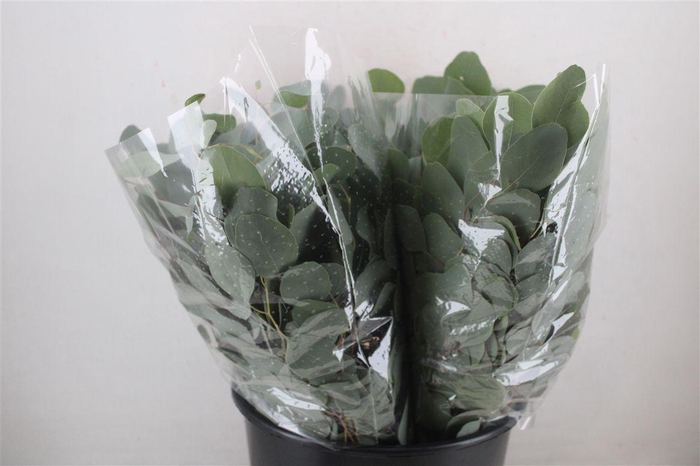 <h4>Euca Populus Short 150gr P Bunch</h4>