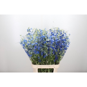 Delphinium Be Volkerfrieden