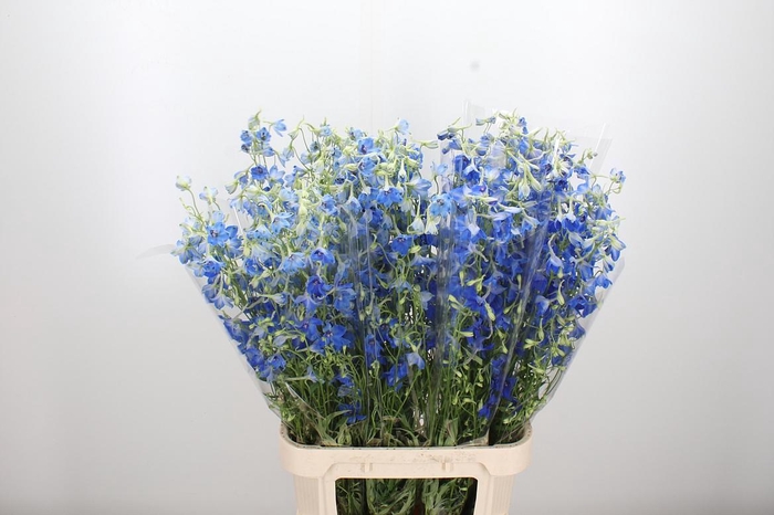 <h4>Delphinium Be Volkerfrieden</h4>