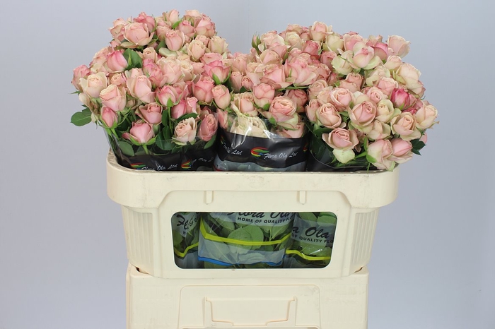 <h4>Rosa Tr Destini</h4>