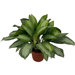 Aglaonema Silver Bay P27