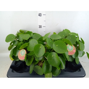 Pilea peperomioides