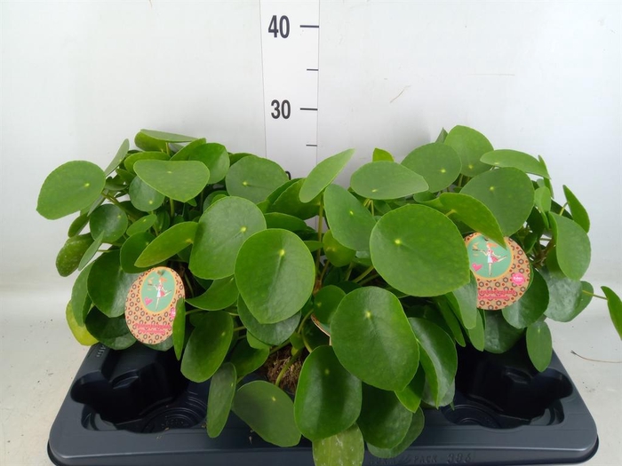 <h4>Pilea peperomioides</h4>