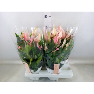 Anthurium andr. 'Lilli'