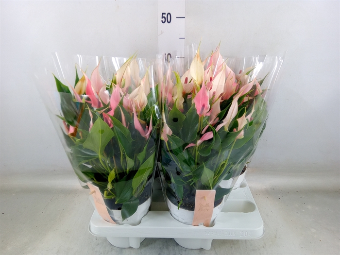 <h4>Anthurium andr. 'Lilli'</h4>
