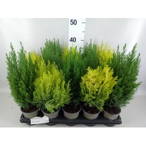 Conifers   ...mix
