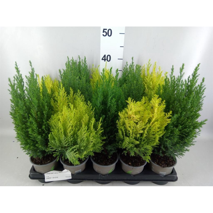 <h4>Conifers   ...mix</h4>