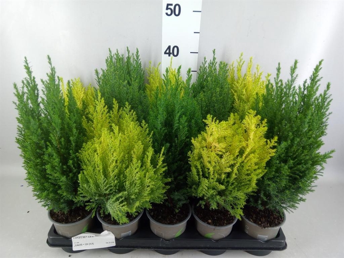 <h4>Conifers   ...mix</h4>