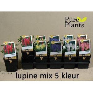 LUPI OV