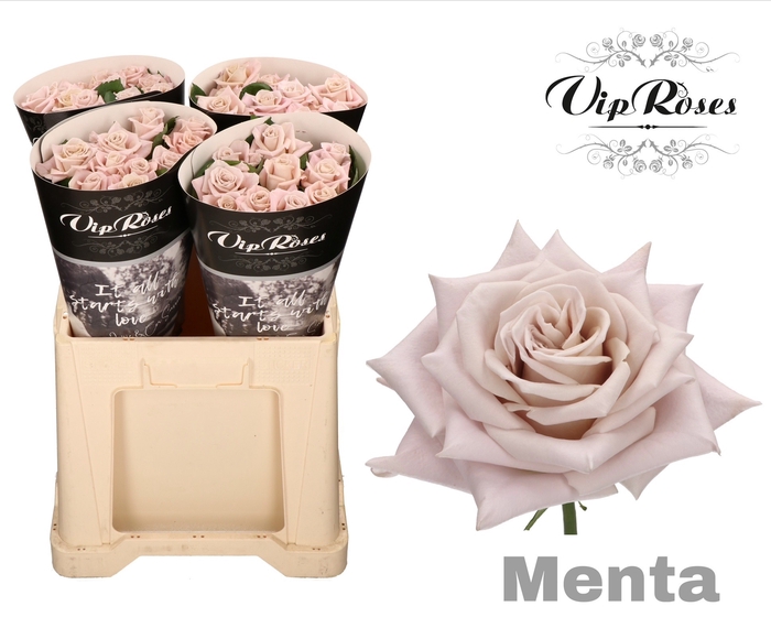 <h4>R KL MENTA x40</h4>