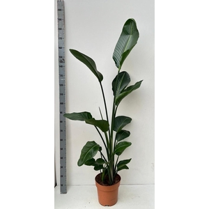 STRELITZIA NICOLAI