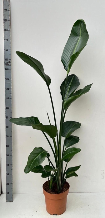 <h4>STRELITZIA NICOLAI</h4>