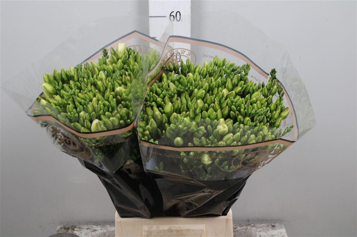 <h4>Fr Du Versailles</h4>