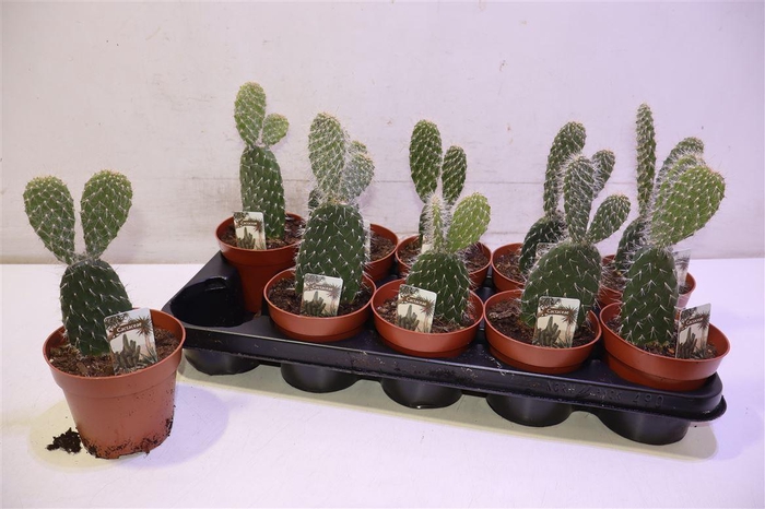 <h4>arr8 Opuntia</h4>