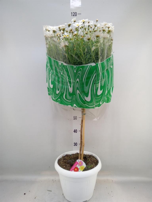 <h4>Argyranthemum   ...</h4>