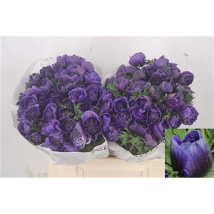 Anemone Levante Blue