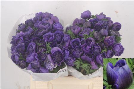 <h4>Anemone Levante Blue</h4>