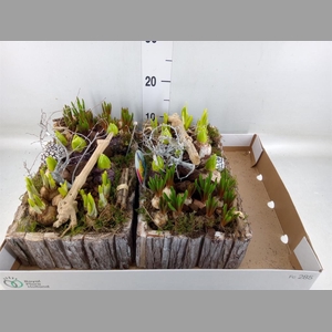 Arr.   Bol/Knolgewas L%