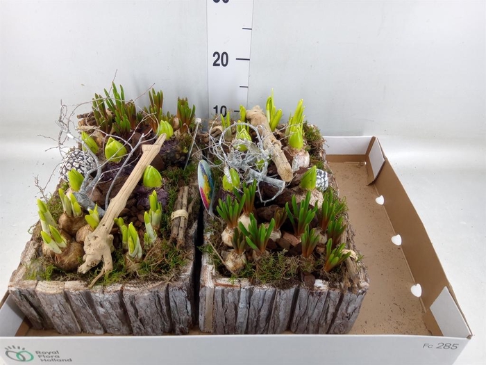 <h4>Arr. Bol/Knolgewas L%</h4>