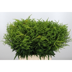 Solidago Strahlenkrone