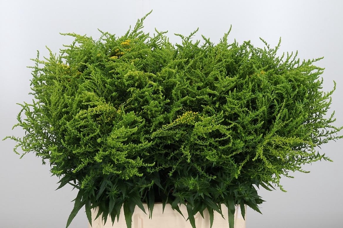 <h4>Solidago Strahlenkrone</h4>