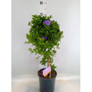 Lycianthes ran. 'Blue Fountain'