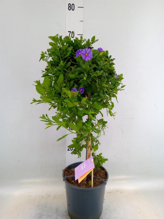 <h4>Lycianthes ran. 'Blue Fountain'</h4>