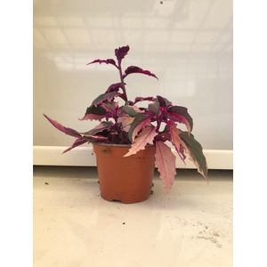 GYNURA AURANTIACA P12