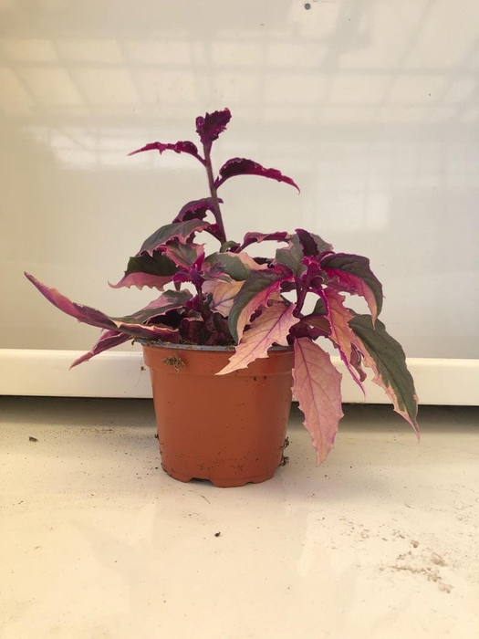 <h4>GYNURA AURANTIACA P12</h4>