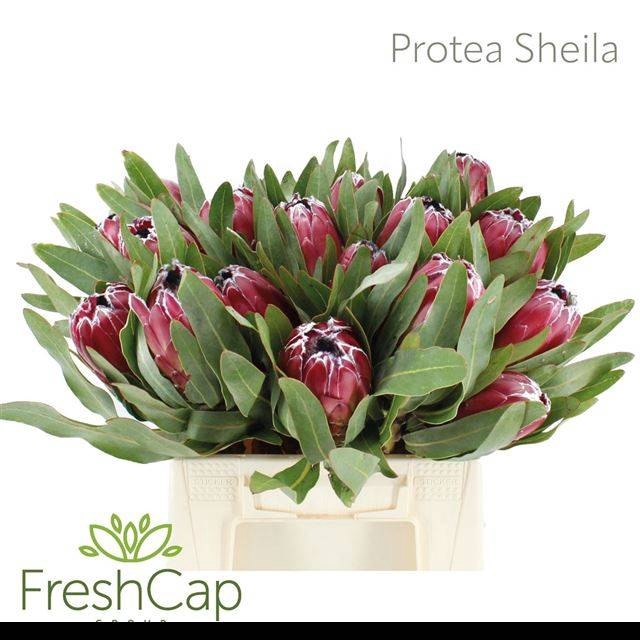 <h4>PROTEA SHEILA</h4>