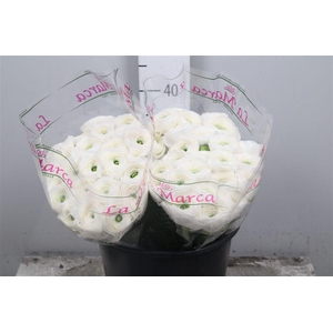 Ran Cl Su Siberia Ex